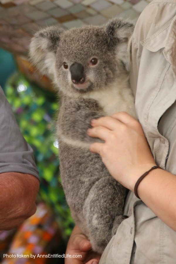 When Not to Go to Australia, by AnnsEntitledLife.com Koala Bear being held by a gamekeeper