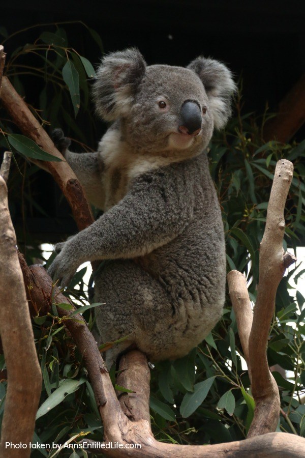 When Not to Go to Australia, by AnnsEntitledLife.com Koala Bear in a tree.