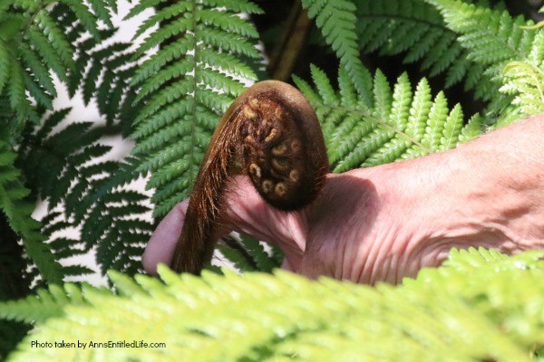 Take a Trip to Beautiful New Zealand by AnnsEntitledLife.com. A 13 day trip to the north and South Islands of magnificant New Zealand