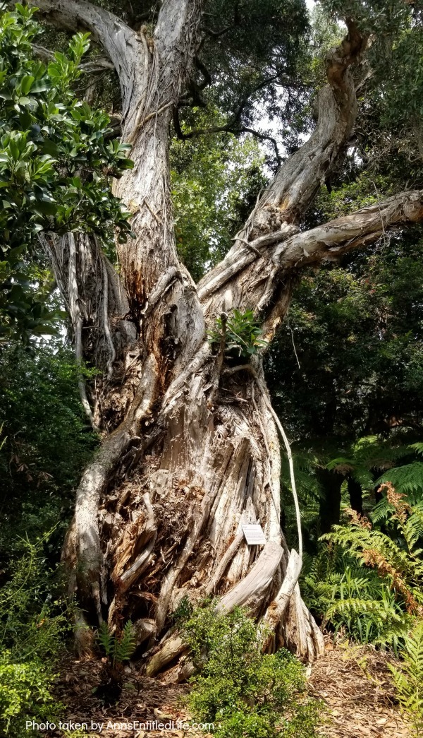 When Not to Go to Australia, by AnnsEntitledLife.com Paper tree in the Sydney Botanical Gardens