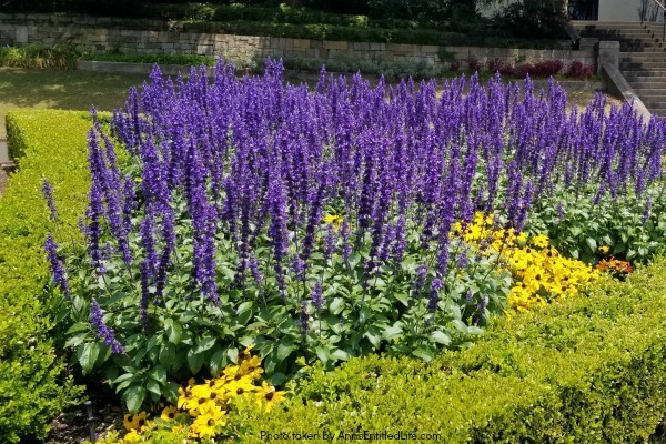 When Not to Go to Australia, by AnnsEntitledLife.com Sydney Botanical Gardens in bloom