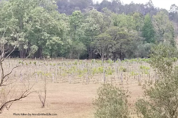 When Not to Go to Australia, by AnnsEntitledLife.com Drought stricken Hunter Valley Winery, on poor air quality, smokey day (Australian wild fires).