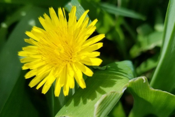 10 Fabulous Uses for Dandelions. Many people call them weeds but dandelions are actually a valuable herb to have around. People have relied on the powers of dandelions for eons as many find out exactly what these little yellow blooms and their foliage have to offer. If you want to use dandelions for good purposes instead of just tossing treating them as trash, take a look below at these 10 fabulous uses for dandelions. You will find that dandelions are worth their weight in gold and can be a valuable asset to your household.