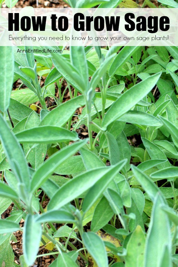 a garden bed of sage