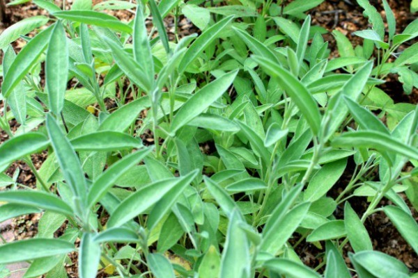 Everything you need to know to grow your own sage plants! Growing sage in your garden is a great way to add this flavorful spice to your kitchen, make your own sage sticks for smoke cleansing, and attract pollinators to your garden. Sage is a great overall addition to any herb garden and can be fairly easy to grow for the home gardener.