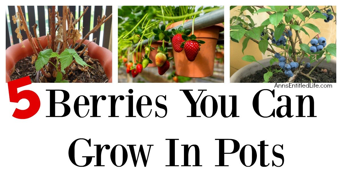 5 Berries You Can Grow In Pots