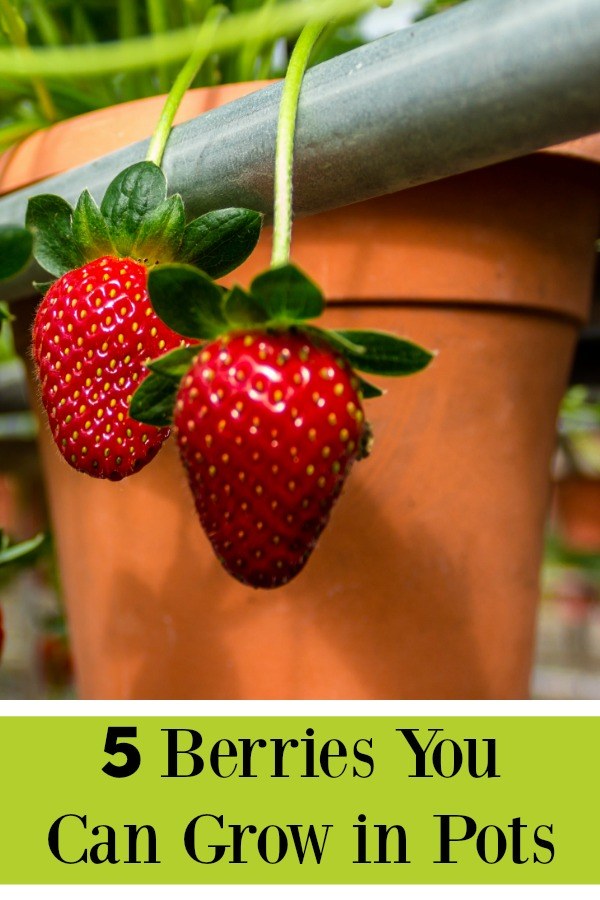 Two large strawberries in an orange hanging basket