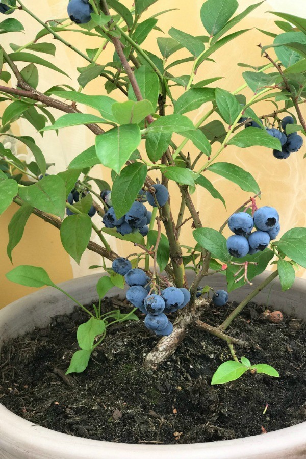 5 Berries You Can Grow In Pots. Berries are perfect for growing in pots, because they do not require a great deal of space and can easily be contained and managed this way. Take a look at this list of five berries you can grow in pots, and see how simple it can be to have fresh berries at your fingertips all season long.