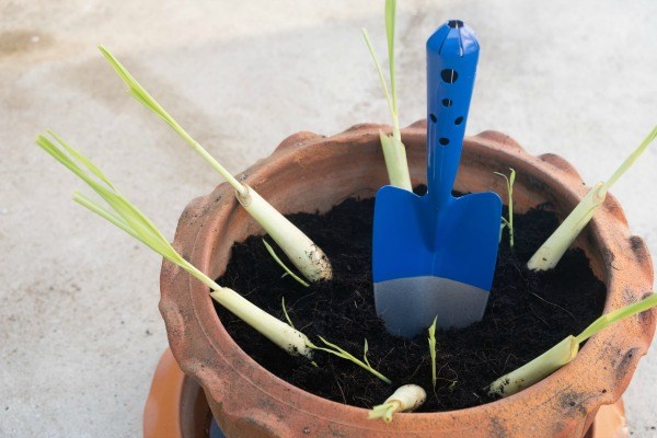 How to Grow Lemongrass. Lemongrass makes a great addition to both decorative and functional gardens. Lemongrass is handy with multiple uses from culinary to pest control around your home. This easy to grow ornamental grass can be used as a functional decoration on front steps and entertainment areas to guard your home against pesky mosquitoes. Learn how to grow lemongrass with these easy instructions.