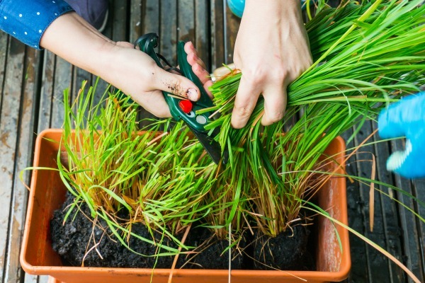 How to Grow Lemongrass. Lemongrass makes a great addition to both decorative and functional gardens. Lemongrass is handy with multiple uses from culinary to pest control around your home. This easy to grow ornamental grass can be used as a functional decoration on front steps and entertainment areas to guard your home against pesky mosquitoes. Learn how to grow lemongrass with these easy instructions.