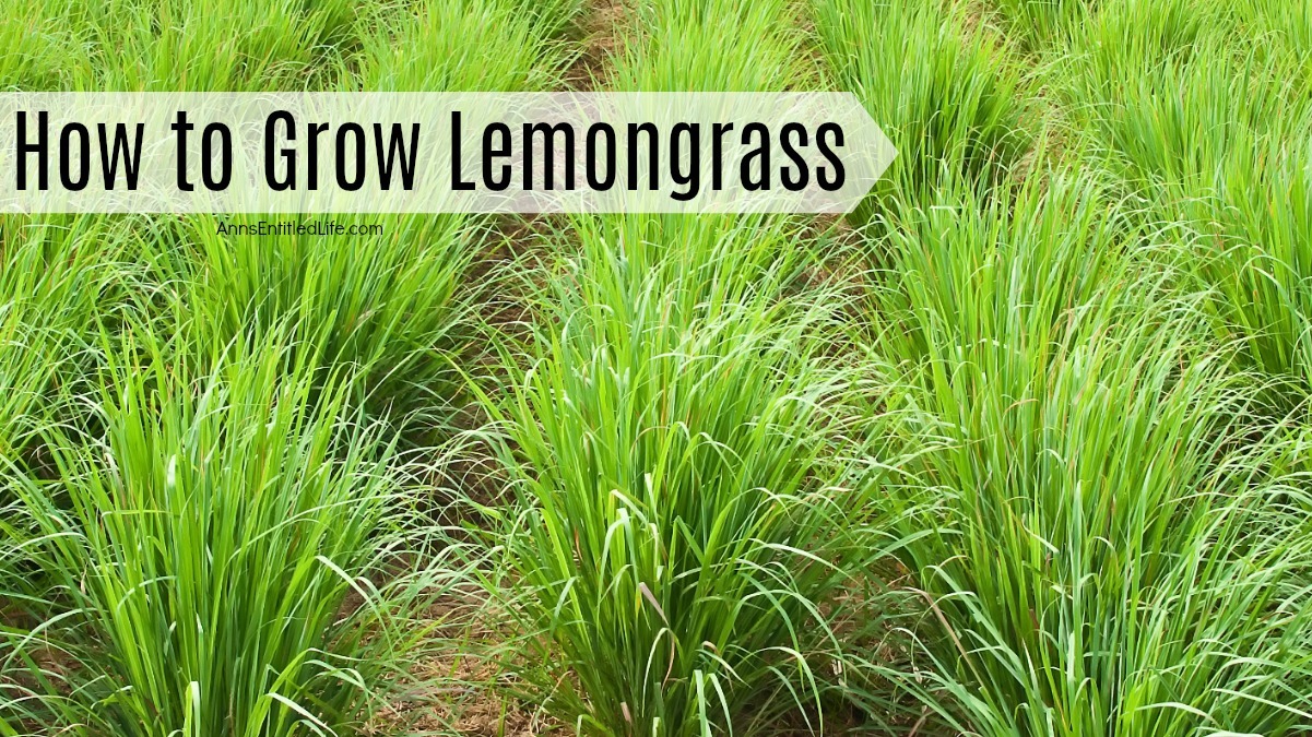 How to Grow Lemongrass