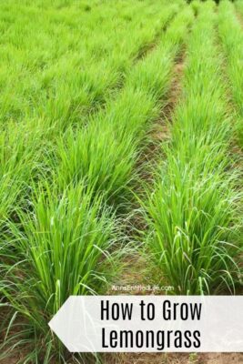 How to Grow Lemongrass