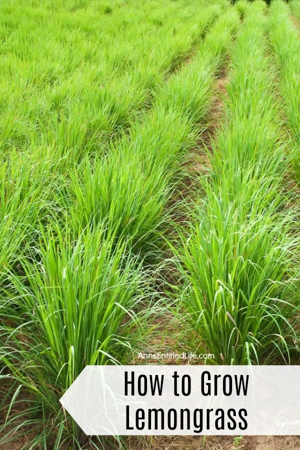 a field of lemongrass