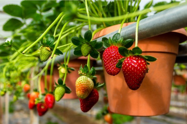 5 Berries You Can Grow In Pots. Berries are perfect for growing in pots, because they do not require a great deal of space and can easily be contained and managed this way. Take a look at this list of five berries you can grow in pots, and see how simple it can be to have fresh berries at your fingertips all season long.