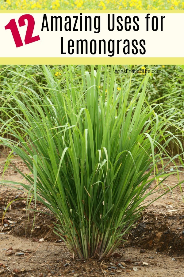 a large lemongrass plant