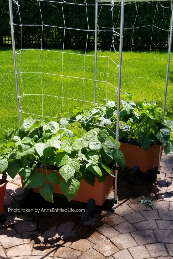 Backyard Patio Oasis. This is our backyard patio oasis. It is where we can go to relax on a beautiful summer day. Entertaining is a breeze with the three different seating areas, and I still have a patio container garden!