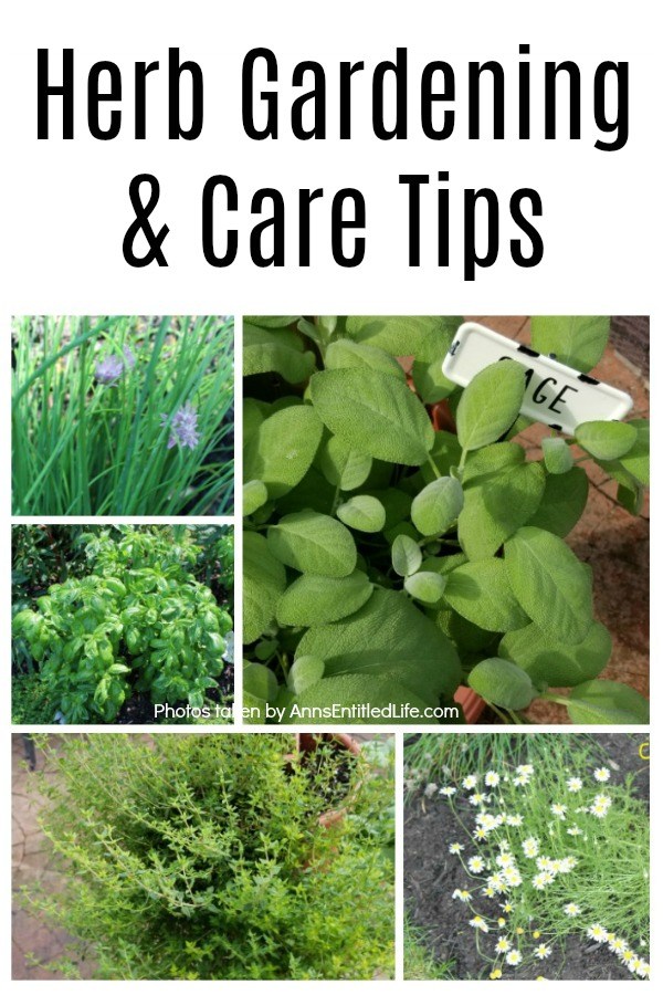 A collage of fresh, in the garden herbs including: sage, chives, basil, oregano, and chamomile