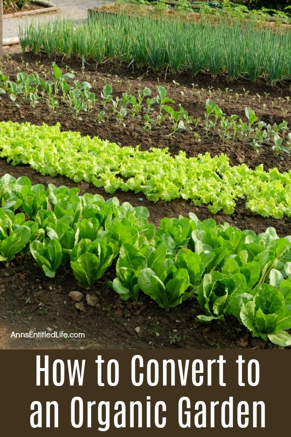 rows of organic lettuce and onions in a field