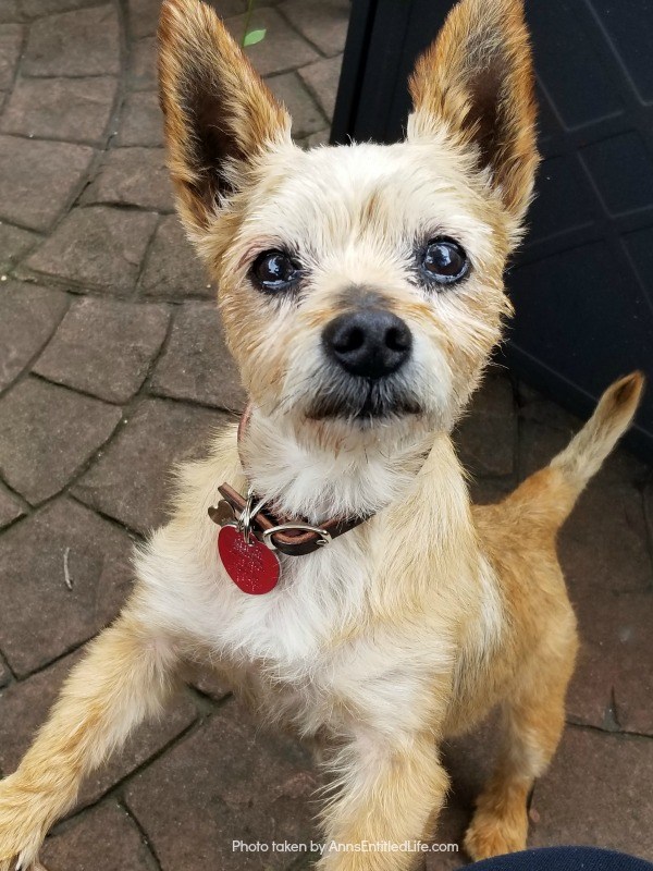 I would like you to meet Frankie! He is the newest addition to the Ann's Entitled Life family. He is a small terrier rescue we brought home approximately six weeks ago.