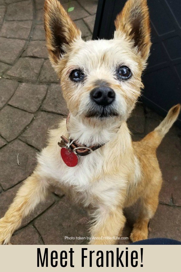 A small terrier looking up into the camera, there is a fan patterned patiio in the background
