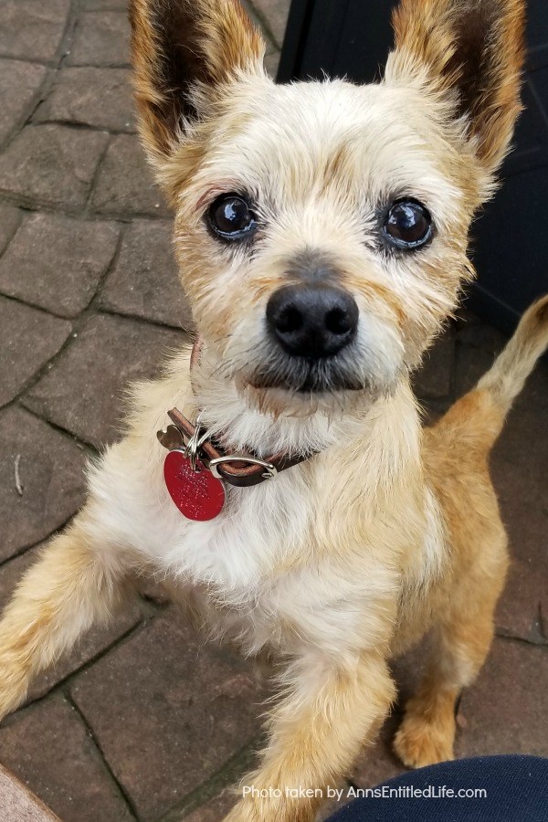 A small terrier looking up into the camera, there is a fan patterned patio in the background