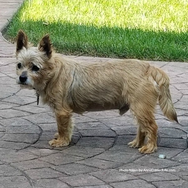 Good-bye, Frankie. A tribute to our little rescue dog Frankie who sadly passed away from encephalitis.