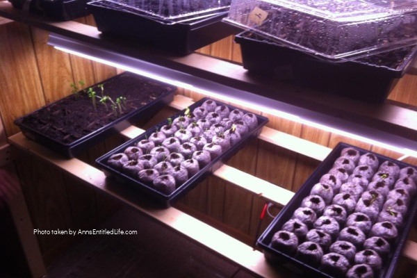 How to Grow Garden Seedlings Indoors. Start your gardening seeds indoors, in soil, bags of peat, and plastic bags! Step-by-step instructions on how to start garden seedlings indoors so they are ready to plant in your growing zone!