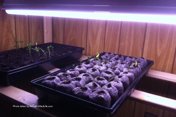 How to Grow Garden Seedlings Indoors. Start your gardening seeds indoors, in soil, bags of peat, and plastic bags! Step-by-step instructions on how to start garden seedlings indoors so they are ready to plant in your growing zone!