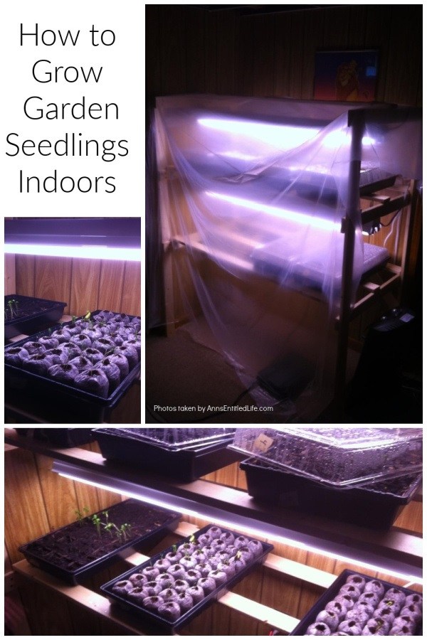 A collage of grow light, stands, seedinings indoors