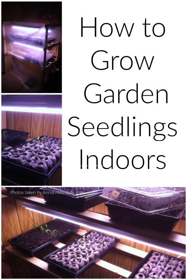 A collage of grow light, stands, seedinings indoors