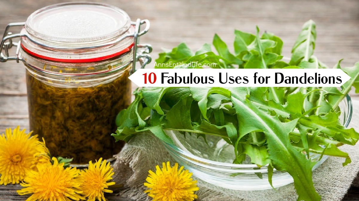 10 Fabulous Uses for Dandelions
