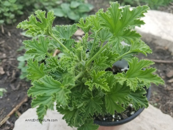 7 Benefits of Growing Citronella. When you hear the word citronella, you probably think of citronella candles or citronella oil and what a great insect repellent citronella is. But before either of those things can be made, you first have to grow a citronella plant - an easy-to-grow garden plant that has many benefits! Below are my 7 benefits of growing citronella. See why the citronella plant should be on your growing list this season!