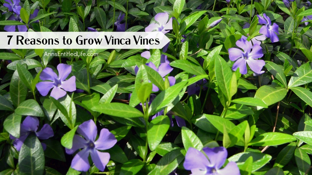 7 Reasons to Grow Vinca Vines