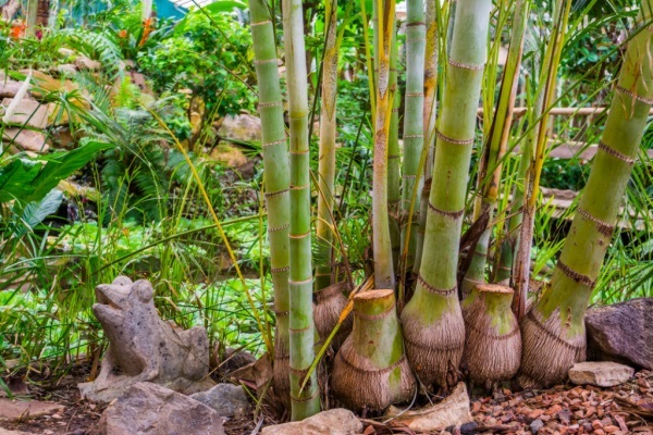 Bamboo Gardening: How to Grow and Maintain Bamboo Plants. Learn how to grow bamboo with this comprehensive guide. Step-by-step instructions and wonderful tutorials will answer your pressing questions on how to grow, maintain, and harvest bamboo plants.