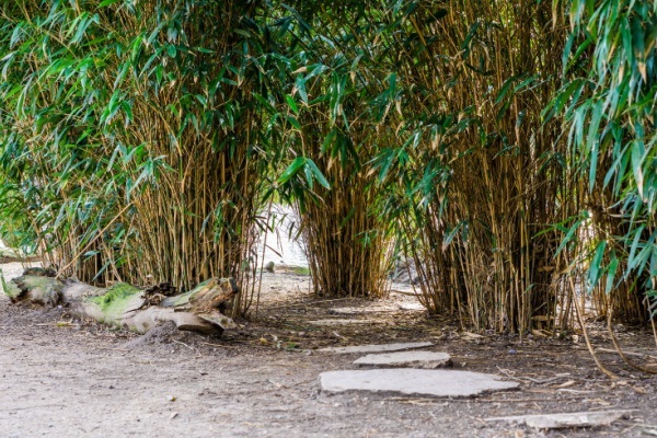 Bamboo Gardening: How to Grow and Maintain Bamboo Plants. Learn how to grow bamboo with this comprehensive guide. Step-by-step instructions and wonderful tutorials will answer your pressing questions on how to grow, maintain, and harvest bamboo plants.