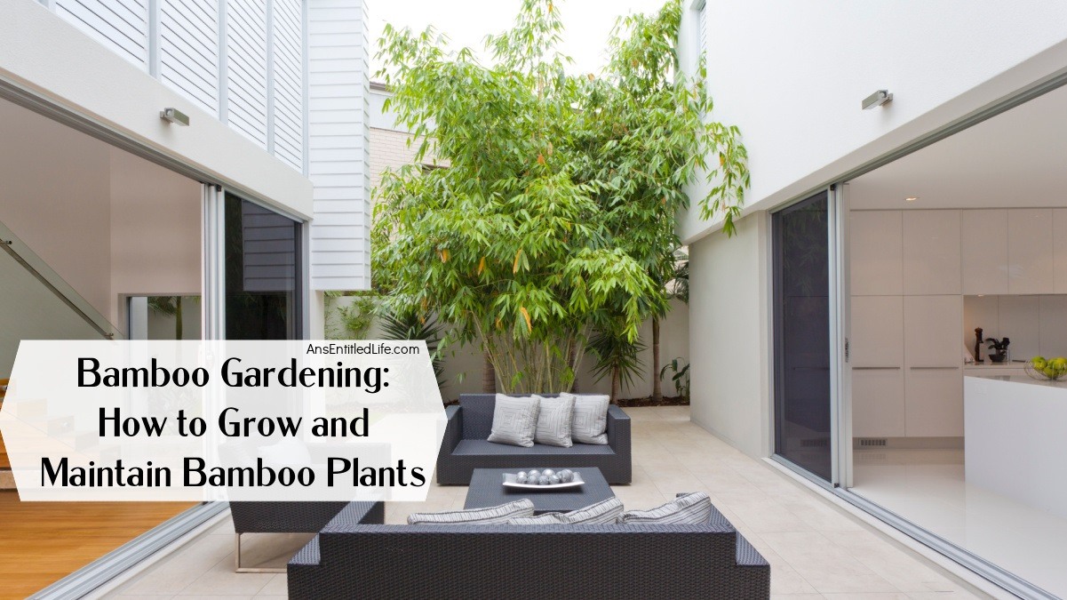 Bamboo Gardening How to Grow and Maintain Bamboo Plants
