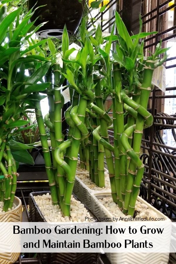 4 pots filled with green clumping bamboo plants