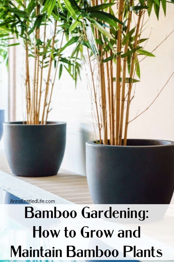 2 pots filled with clumping bamboo plants