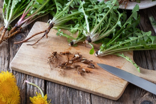 10 Fabulous Uses for Dandelions. Many people call them weeds but dandelions are actually a valuable herb to have around. People have relied on the powers of dandelions for eons as many find out exactly what these little yellow blooms and their foliage have to offer. If you want to use dandelions for good purposes instead of just tossing treating them as trash, take a look below at these 10 fabulous uses for dandelions. You will find that dandelions are worth their weight in gold and can be a valuable asset to your household.
