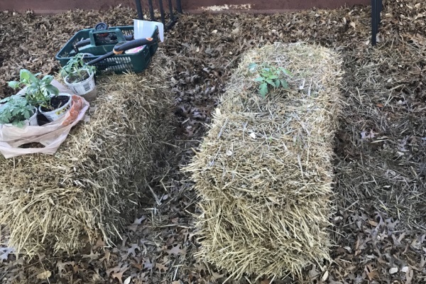 How to Straw Bale Garden. Detailed instructions on how to get started with straw bale gardening in your home gardens for the beginner. Pros and cons, as well as the differences between hay bale gardening and straw bale gardening.