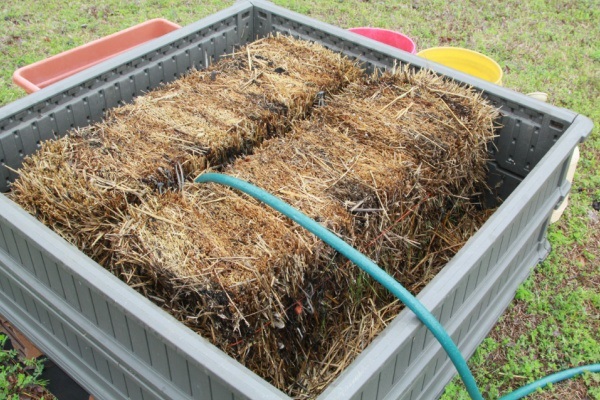 How to Straw Bale Garden. Detailed instructions on how to get started with straw bale gardening in your home gardens for the beginner. Pros and cons, as well as the differences between hay bale gardening and straw bale gardening.