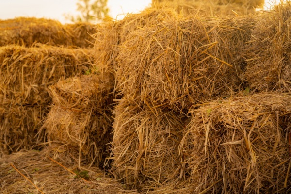 How to Straw Bale Garden