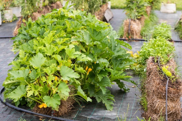 How to Straw Bale Garden. Detailed instructions on how to get started with straw bale gardening in your home gardens for the beginner. Pros and cons, as well as the differences between hay bale gardening and straw bale gardening.