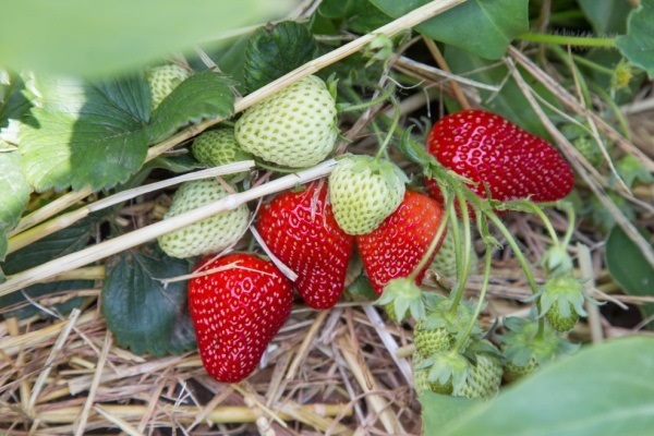 How to Straw Bale Garden. Detailed instructions on how to get started with straw bale gardening in your home gardens for the beginner. Pros and cons, as well as the differences between hay bale gardening and straw bale gardening.