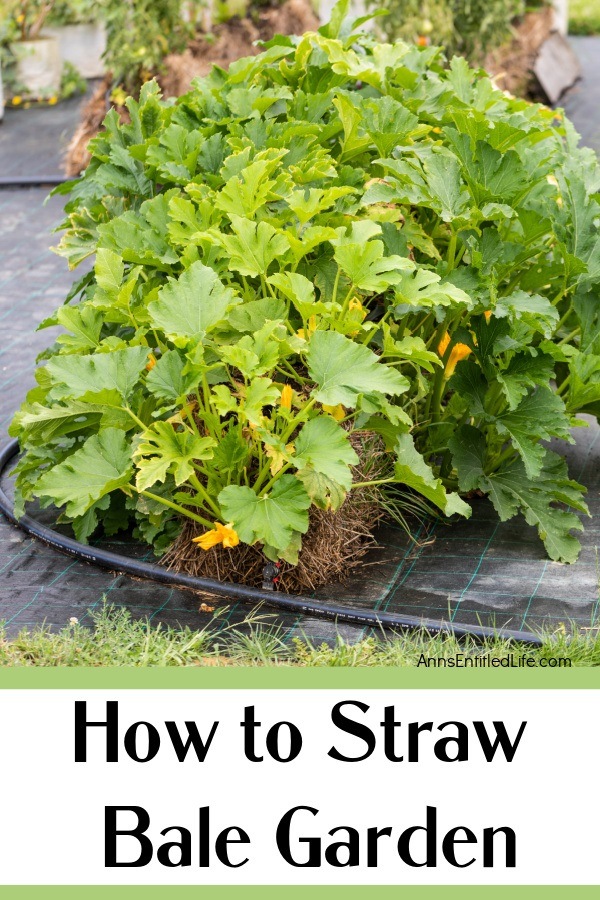 vegetables gowing in a rectangular straw bale