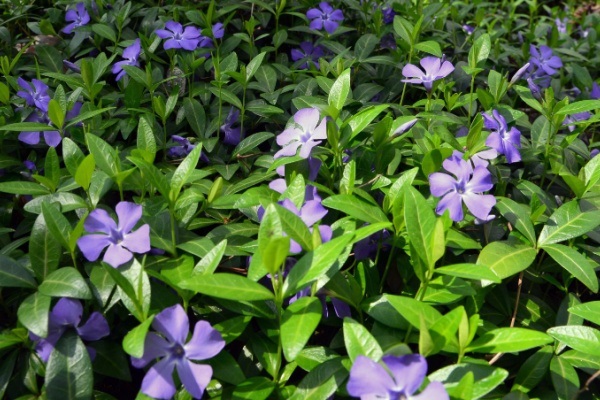 7 Reasons to Grow Vinca Vines. Perennial Vinca vines sure do pack a garden punch. These little purple-blue flowers  are beautiful and mighty, thriving even in less than ideal growing conditions. If you are looking for some colorful ground cover, vinca vines may be just the plant you are looking for. Read below for my 7 reasons to grow vinca vines and see what a great garden choice these little plants can be!