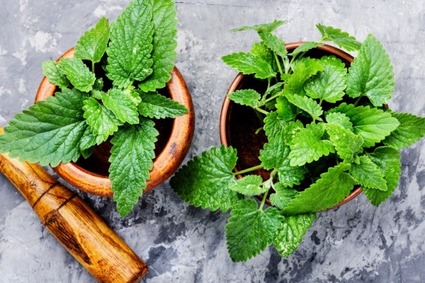 Why You Need Lemon Balm In Your Garden. Uses for lemon balm in your home, garden, beauty routine, cooking, and baking - as well as lemon balm recipes, and why you need lemon balm in your garden.