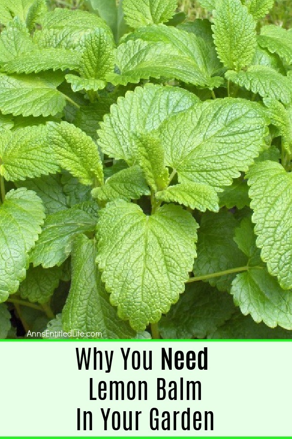 a close-up view of a lemon balm plant