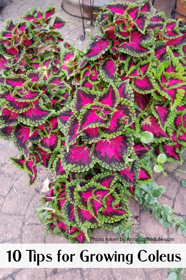 a coleus plant in a garden container on a patio