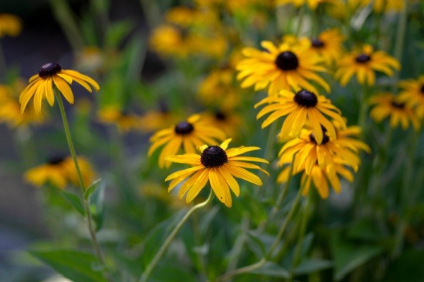 How to Attract Bees to Your Garden. Bees play an important role in the world's ecosystem. From honey to pollination there are many benefits to attracting several species of bees to your flower garden and vegetable garden. Learn how to cultivate a bee garden with this comprehensive tutorial.